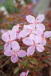Centradenia Cascade Pink